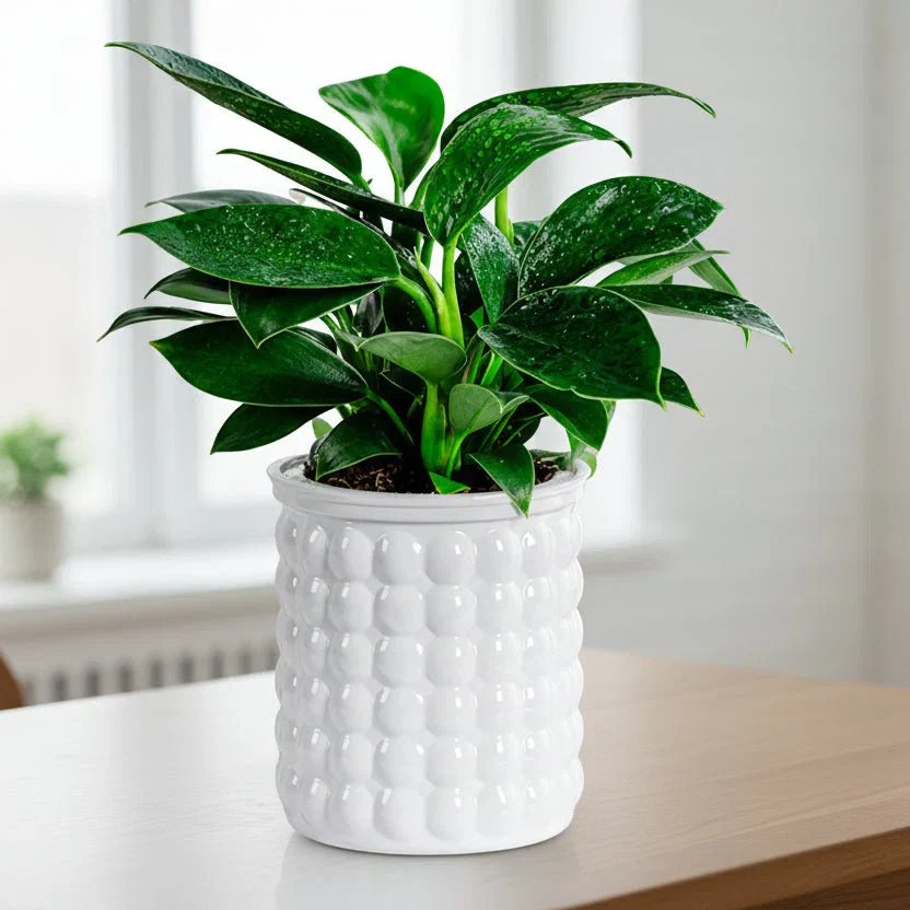 ECOBLOOM Modern Hydroponic Pot — Self-Watering Soil-Free Planter