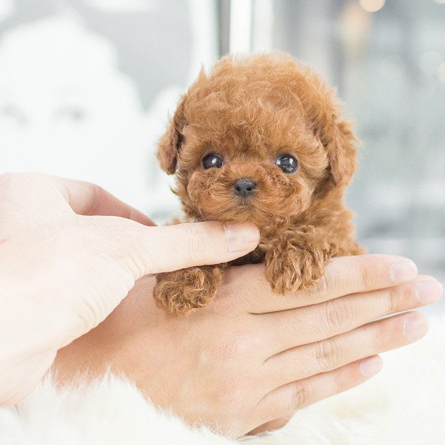 Interactieve robotpuppy - levensechte bewegingen
